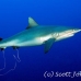 shark_greyreef_kk_h_0705_png1517.jpg